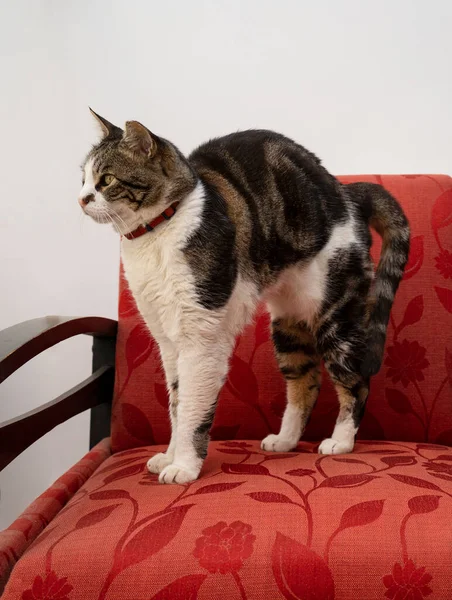 一只家养的灰白相间的猫站在装饰过的扶手椅上拱着背 — 图库照片