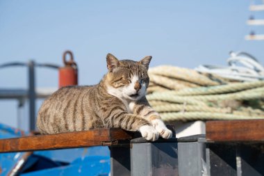 Uykulu bir sokak kedisi, Jaffa 'da güneşleniyor, İsrail, liman.