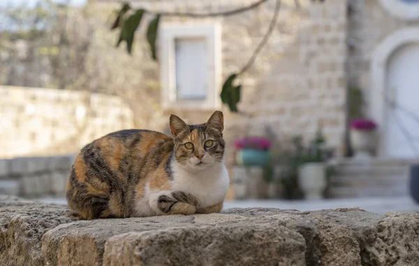 이스라엘의 색맹의 고양이 — 스톡 사진