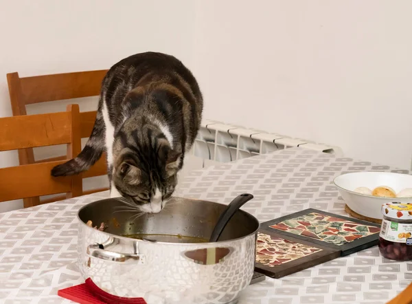 Jerusalem Israel April 3Rd 2021 Domestic Cat Sneaking Dinner Table — 스톡 사진