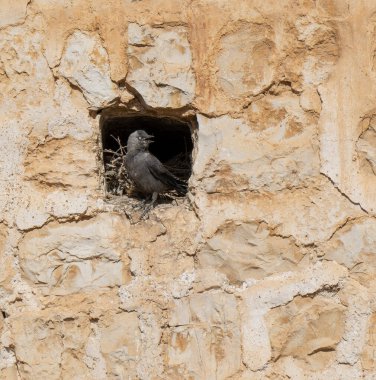 Yuvasında bir ev kargası, İsrail, Kudüs 'te taş bir duvarın içine inşa edilmiş..