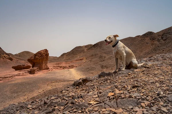 Perro Doméstico Parque Del Desierto Del Valle Timna Israel Conocido — Foto de Stock