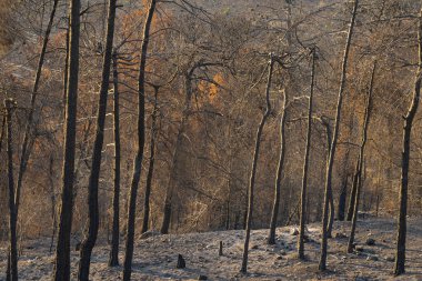 İsrail 'in Kudüs yakınlarındaki Judea dağlarında bir orman yangını sonrası çam ormanı..