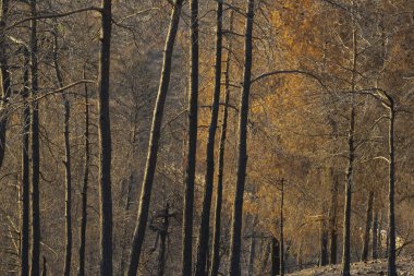 İsrail 'in Kudüs yakınlarındaki Judea dağlarında bir orman yangını sonrası çam ormanı..