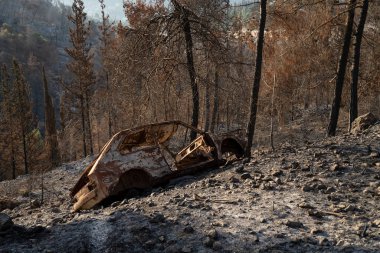 İsrail, Kudüs yakınlarındaki Judea dağlarında çıkan bir yangından sonra çam ormanında yanan bir araba..