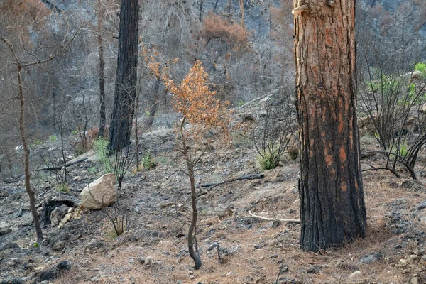 イスラエルのエルサレムの近くのユダヤの山々にある山火事の後の松林で 緑の植生のパッチがリハビリテーションを示しています — ストック写真