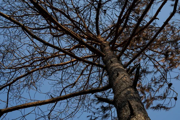 Pino Bruciato Dopo Incendio Sui Monti Della Giudea Vicino Gerusalemme — Foto Stock