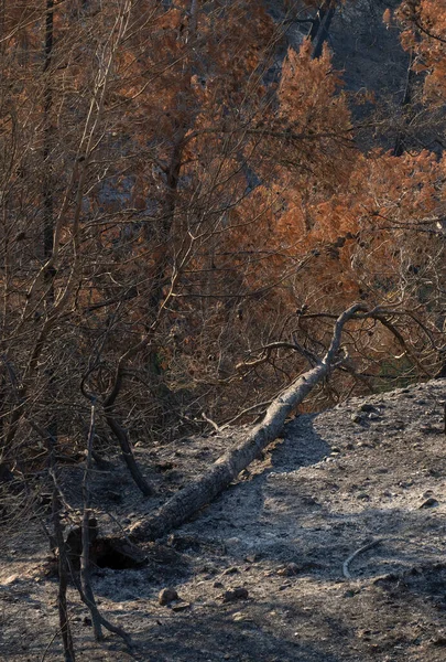Uma Árvore Caída Após Incêndio Pinhal Nas Montanhas Judéia Perto — Fotografia de Stock