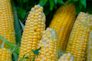Marketteki olgun, sarı mısır koçanları sığ bir alan görüntüsü..