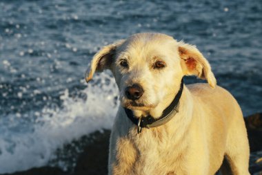 Şafak vakti deniz kenarındaki kayalarda duran melez bir köpek..