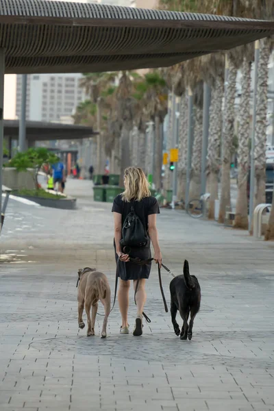 Tel Aviv, İsrail - 19 Ağustos 2021: Lahat gezinti alanında iki büyük köpekle yürüyen bir kadın, Tel Aviv, İsrail, plaj.