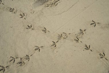 Gün ağarırken kumsaldaki ıslak kumsalda kesişen güvercin izleri..