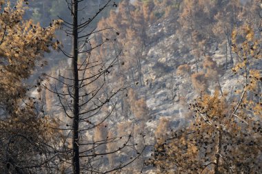 İsrail 'in Kudüs yakınlarındaki Judea dağlarındaki bir çam ormanında mevsimsel bir orman yangını meydana geldi..
