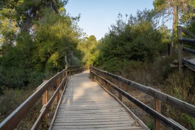 İsrail, Kudüs yakınlarında, tekerlekli sandalyeler için ulaşılabilir bir orman yolu..