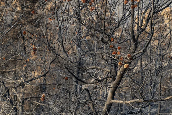 Pine Forest Judea Mountains Jerusalem Israel Seasonal Wildfire Took Place — Stock Photo, Image
