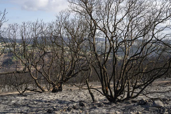 Burnt trees in the Judea mountains, near Jerusalem, Israel, where a wildfire burnt a large area of woodland.