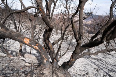 İsrail, Kudüs yakınlarındaki Judea dağlarındaki Akdeniz ormanlarında çıkan yangından sonra yanmış ağaçlar..