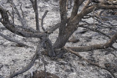 İsrail, Kudüs yakınlarındaki Judea dağlarındaki Akdeniz ormanlarında çıkan yangından sonra yanmış ağaçlar..