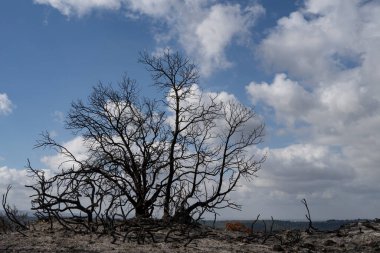 İsrail, Kudüs yakınlarındaki Judea dağlarındaki Akdeniz ormanlarında çıkan yangından sonra yanmış bir ağaç..