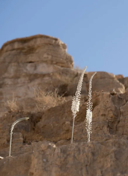 Las Calamidades Que Florecen Los Acantilados Del Desierto Judea Israel — Foto de Stock