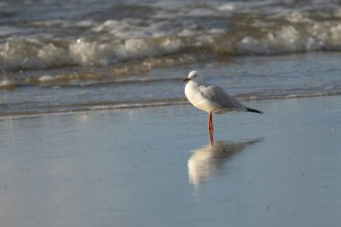 Islak bir sahilde duran ince gagalı martı..