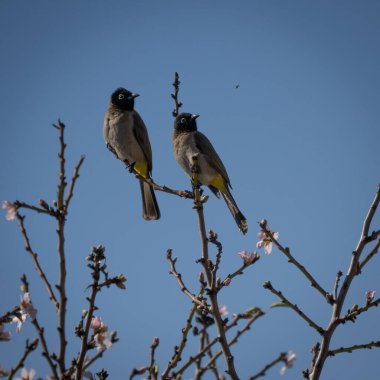 Bir çift beyaz gözlüklü ampul, bir badem dalına tünemiş, geçen bir böceği izliyor..