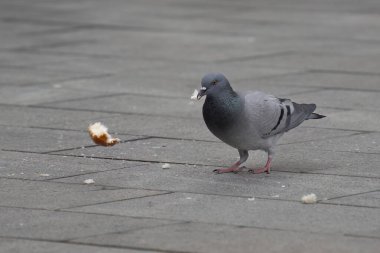 Evcil bir güvercin kaldırımda ekmek kırıntıları yiyor..