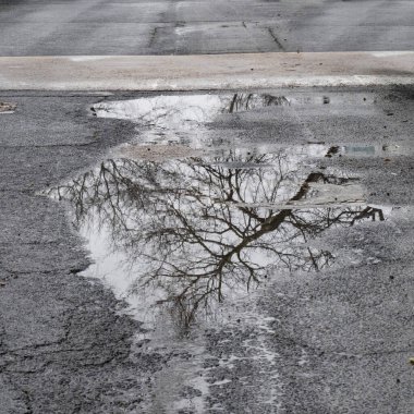 Asfalt asfalt sokaktaki yağmur suyuna yansıyan bir ağaç..