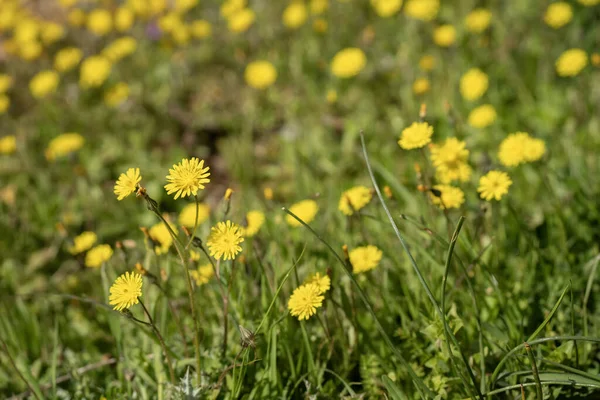 Güneşli bir bahar gününde sayısız sarı karahindiba çiçeğiyle kaplı bir çayır..