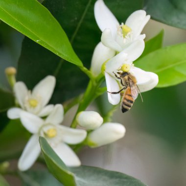 Güneşli bir bahar gününde narenciye çiçeğiyle beslenen bir bal arısı..