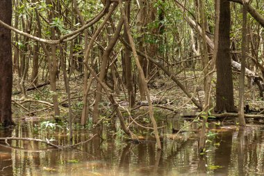 Şehir alanı Rio Negro 'nun dört nehir havzasının tamamını ya da bir kısmını kapsıyor. Sao Raimundo ve Educando nehirleri şehirde tamamen kontrol altına alınmıştır..