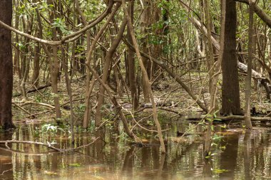 Şehir alanı Rio Negro 'nun dört nehir havzasının tamamını ya da bir kısmını kapsıyor. Sao Raimundo ve Educando nehirleri şehirde tamamen kontrol altına alınmıştır..