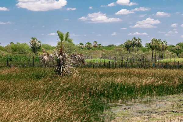 Carnauba Species Palm Tree Native Northeastern Brazil — Stock Photo, Image