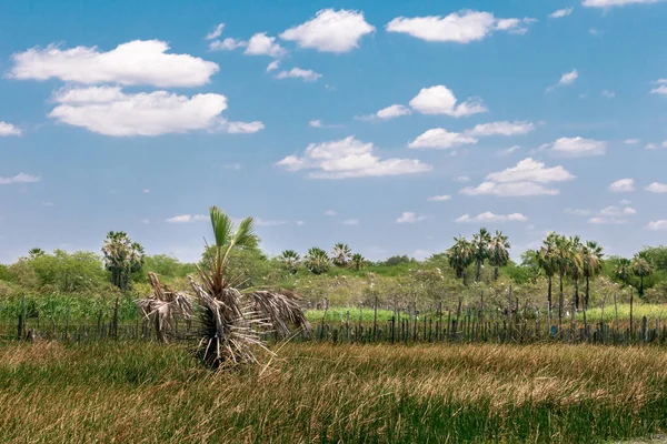 Carnauba Species Palm Tree Native Northeastern Brazil — Stock Photo, Image