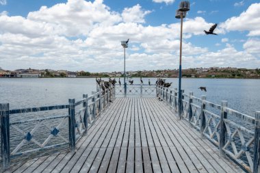 Brezilya 'nın iç kesimlerindeki Morada Nova şehrindeki şehir gölü güneşli bir günde su kuşlarıyla doludur.