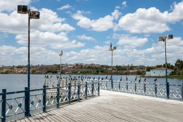 巴西腹地莫拉达诺瓦市的城市泻湖 阳光灿烂 水鸟横行 — 图库照片