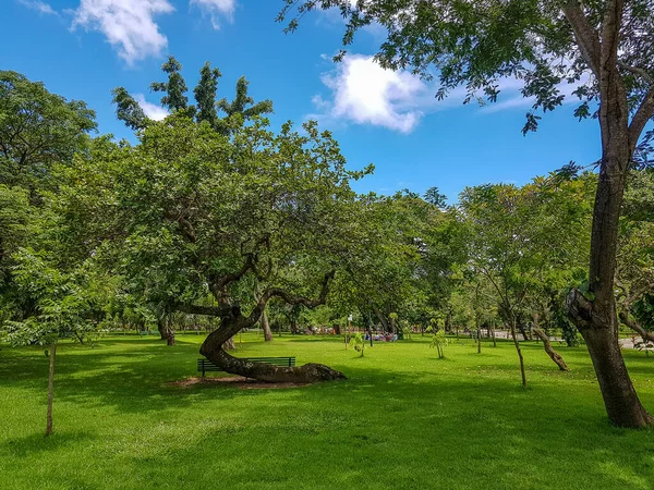 Brezilya 'nın kuzeydoğusunda Fortaleza' da Adahil Barreto yeşil şehir parkı