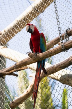 Brezilya rengarenk papağanları Brezilya 'nın kuzeydoğusundaki parkta parktalar.