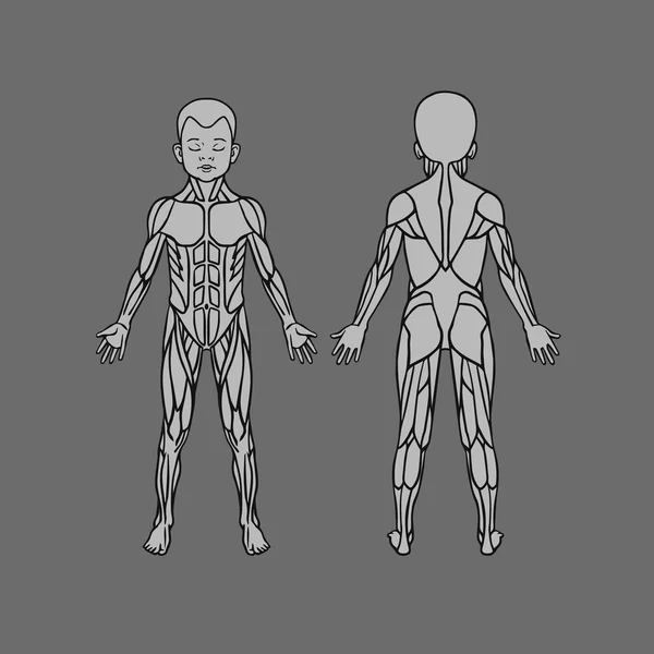 Anatomia do sistema muscular infantil, exercício e guia muscular. Arte vetorial muscular infantil, visão frontal e traseira . — Vetor de Stock