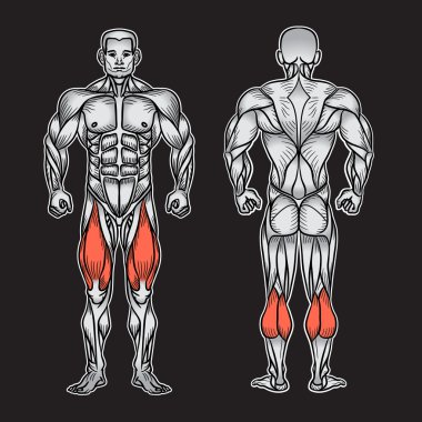 Anatomy of male muscular system, exercise and muscle guide. clipart