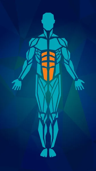 Polygonální anatomie mužské svalový systém, cvičení a svalů průvodce. Lidská svalová vektorové umění, pohled zepředu. Vektorové ilustrace — Stockový vektor