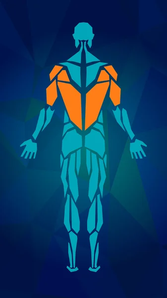 Erkek kas sistemi, egzersiz ve kas Kılavuzu poligonal anatomisi. İnsan kas vektör sanat, arkadan görünüm.