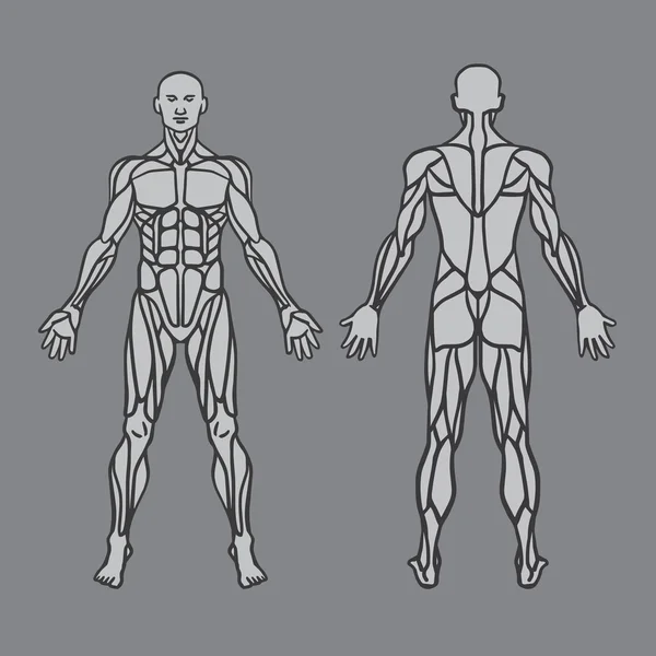 Anatomy of male muscular system, exercise and muscle guide. Human muscular vector art, front view, back view. Vector illustration — Stock Vector