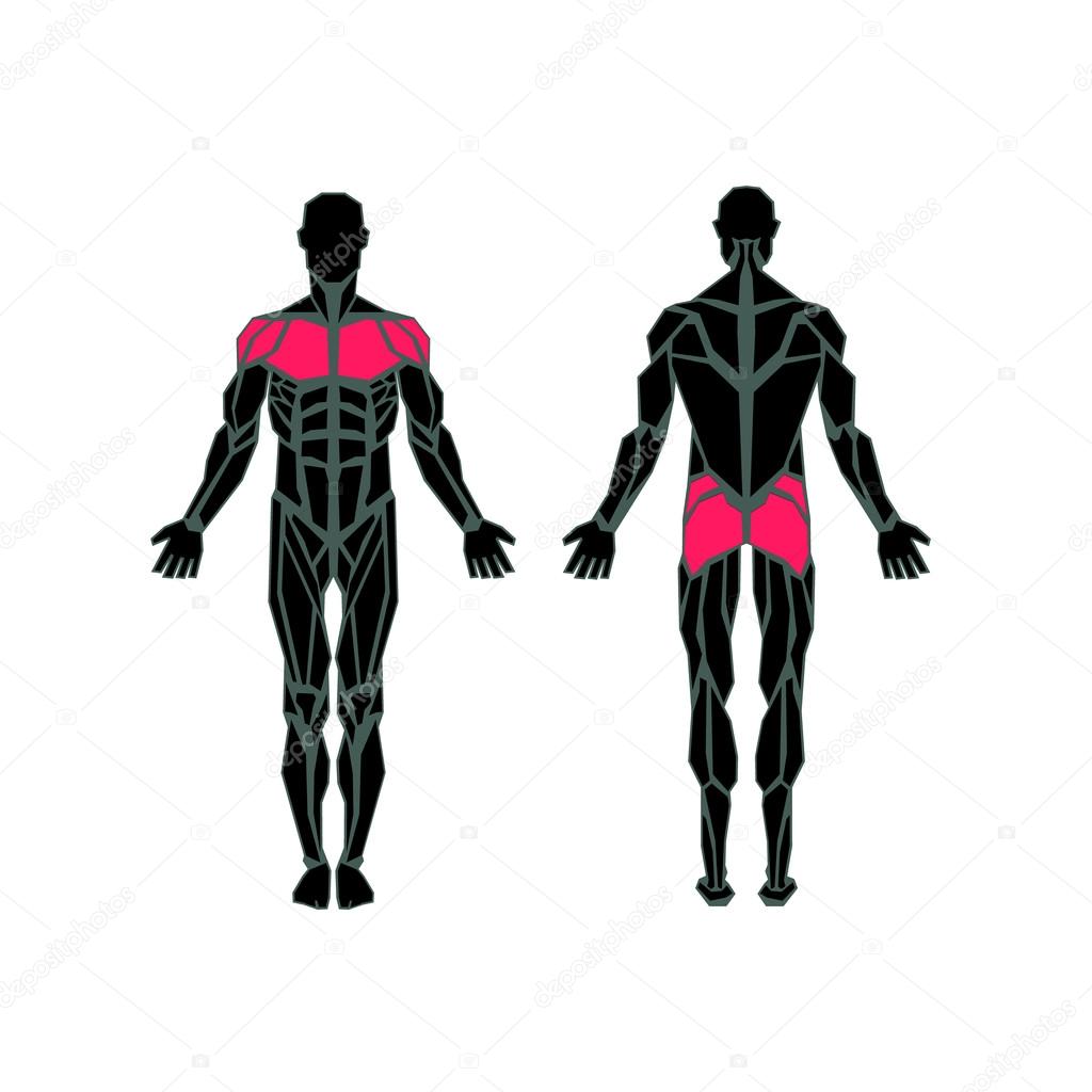 Polygonal anatomy of male muscular system, exercise and muscle guide. Human muscular vector art, front view, back view. Vector illustration