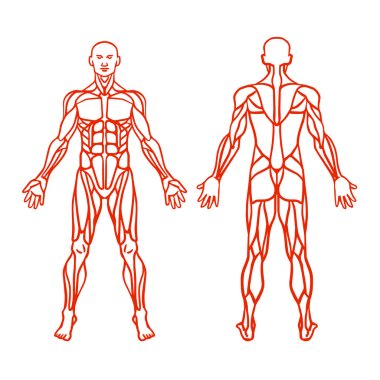 Anatomy of male muscular system, exercise and muscle guide. Human muscular vector art, front view, back view. Vector illustration