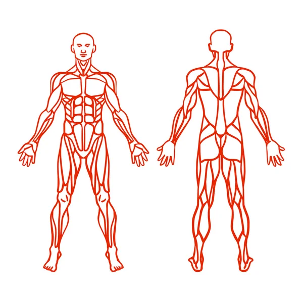 Anatomie van de mannelijke gespierde systeem, oefening en spier gids. Menselijke gespierde vector kunst, vooraanzicht, achteraanzicht. Vectorillustratie — Stockvector