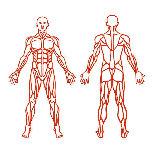 Anatomia do sistema muscular masculino, exercício e guia muscular. Arte vectorial muscular humana, visão frontal, visão traseira. Ilustração vetorial — Vetor de Stock
