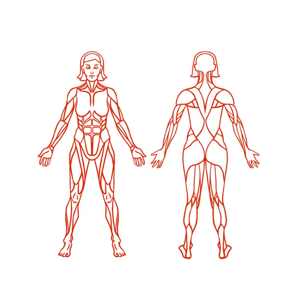 Anatomia do sistema muscular feminino, exercício e guia muscular. Mulheres arte vetor muscular, visão traseira . — Vetor de Stock