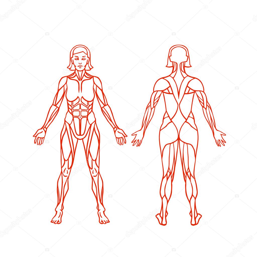 Anatomy of female muscular system, exercise and muscle guide. Women muscle vector art, back view. 