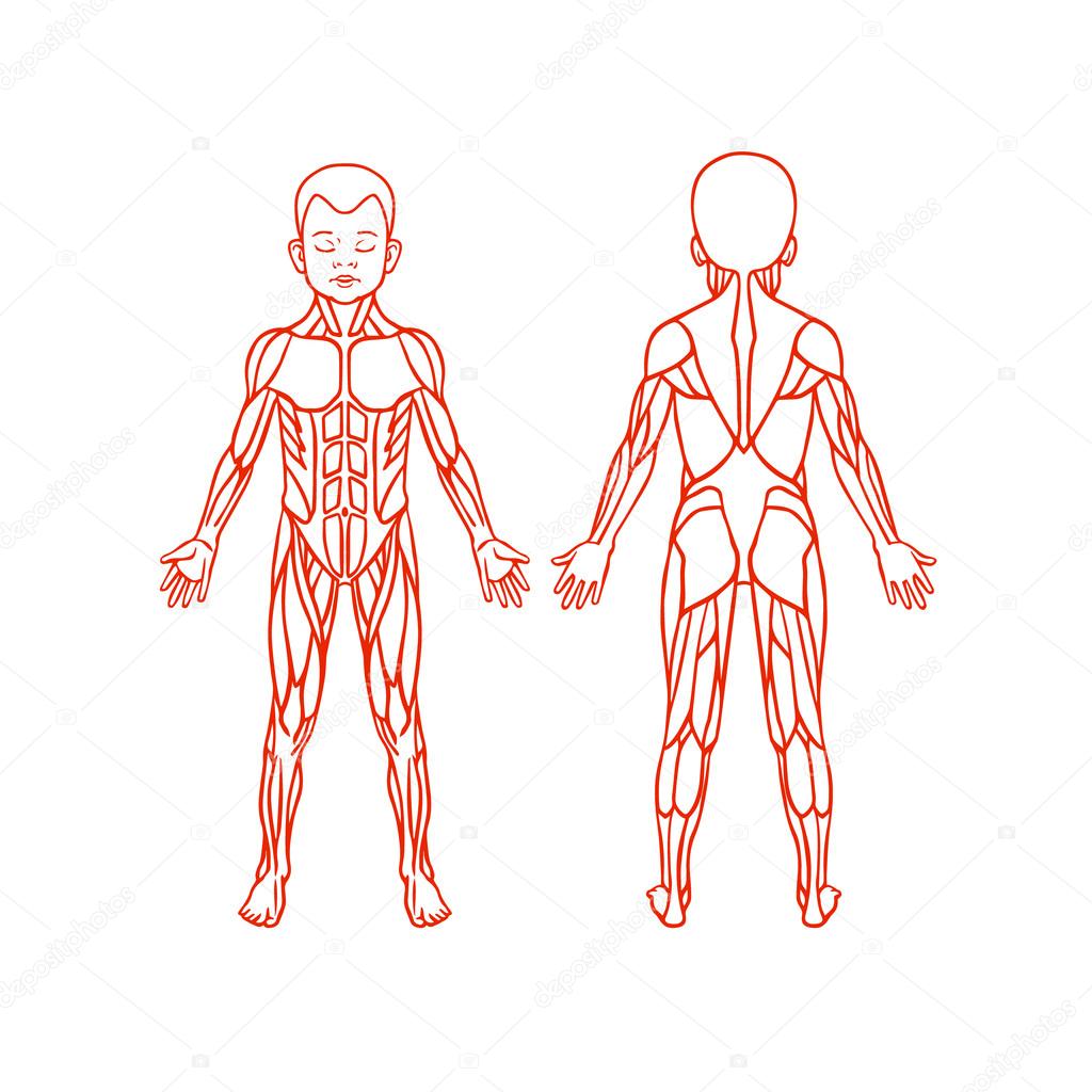 Anatomy of children muscular system, exercise and muscle guide. Child muscle vector art, front and back view. 